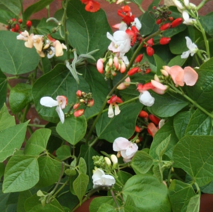Picture of Runner Bean Jackpot Red